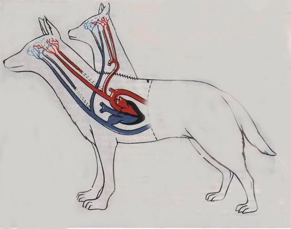 苏联器官移植先驱弗拉基米尔·德米科霍夫（1916-1998）的双头狗实验。© South China Morning Post