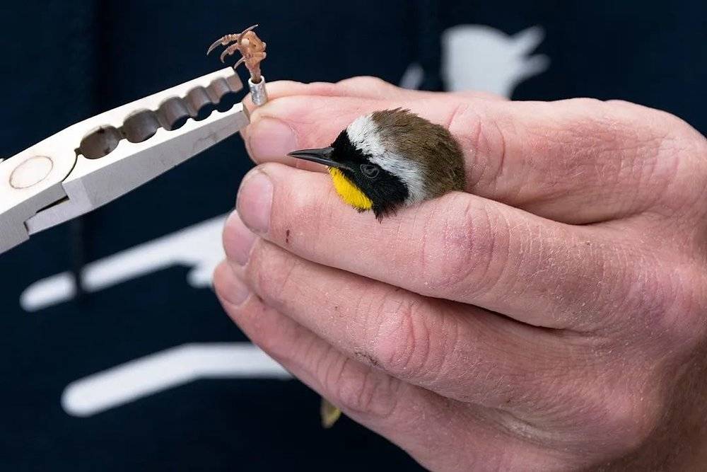 研究人员在给小型鸟类戴脚环 | USFWS / Wikimedia Commons