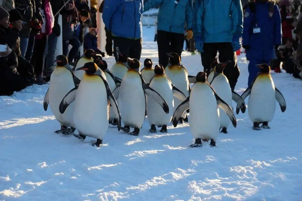 （散步中的企鹅，图源：旭山动物园官网）<br>