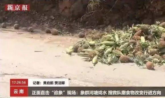 用来引导大象行进路线的菠萝和玉米。图片：新京报视频截图<br>