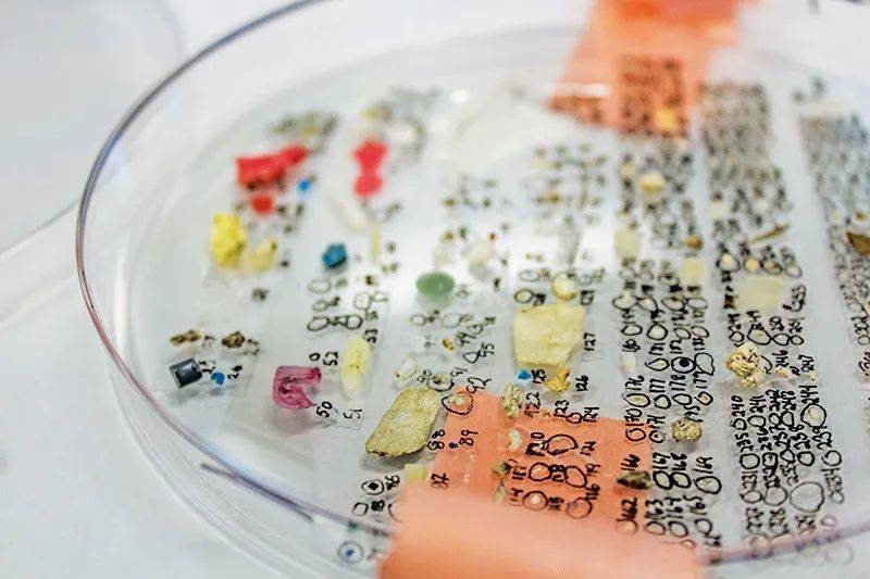 在旧金山湾区收集的微塑料，为研究目的而打上标记。来源：Cole Brookson