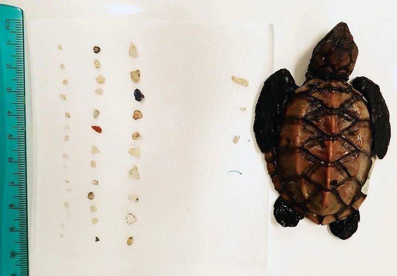 一只刚孵化的夏威夷玳瑁海龟，旁边是它胃中的微塑料颗粒。来源：Jennifer Lynch<br label=图片备注 class=text-img-note>