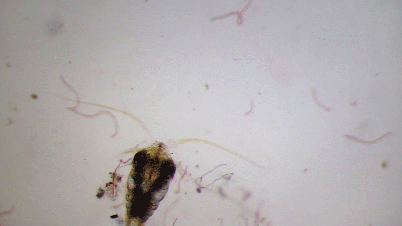 红色的纤维状微塑料缠绕着一种浮游动物，Temora copepod。来源：Plymouth Marine Laboratory<br label=图片备注 class=text-img-note>