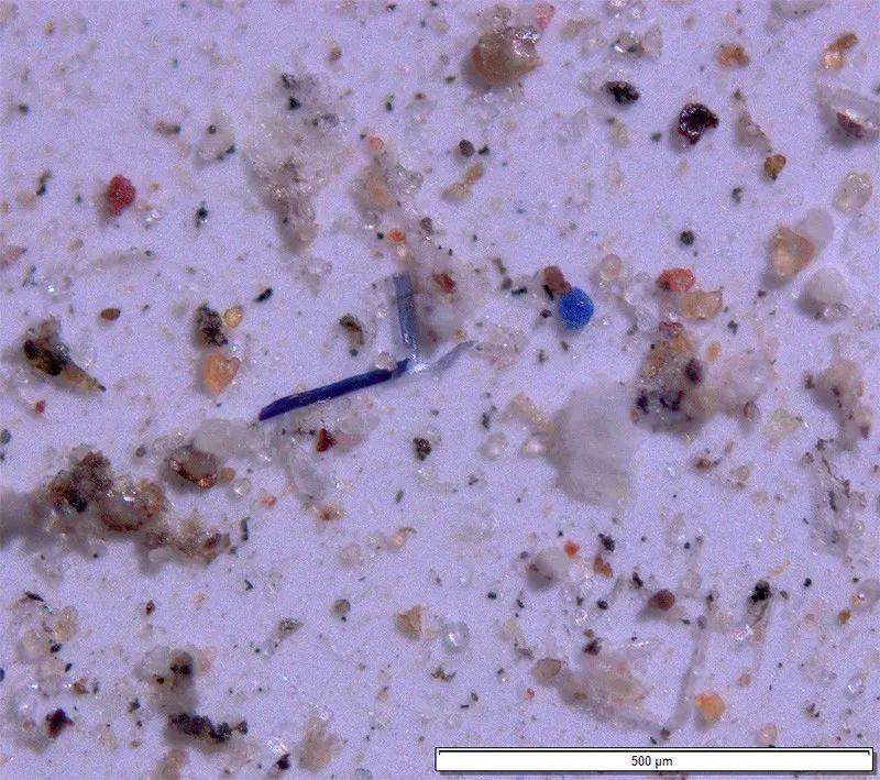 看到塑料了吗？这是一幅从美国西部的国家公园和荒野地区取样得到的颗粒的毫米级放大图像，灰尘、沉积物、微塑料纤维和小球混杂在一起。来源：Janice Brahney, Utah State University