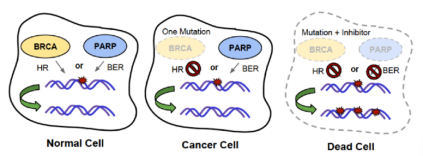 PARP和BRCA合成致死示意图，图片来源<sup>[13]</sup><br>