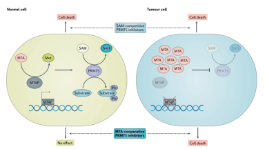 PRMT5-MTAP旁系致死机制。图片来源<sup>[22]</sup><br>