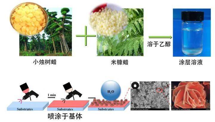 以生物质材料制备成的超疏水涂层 | 参考文献[3]<br>