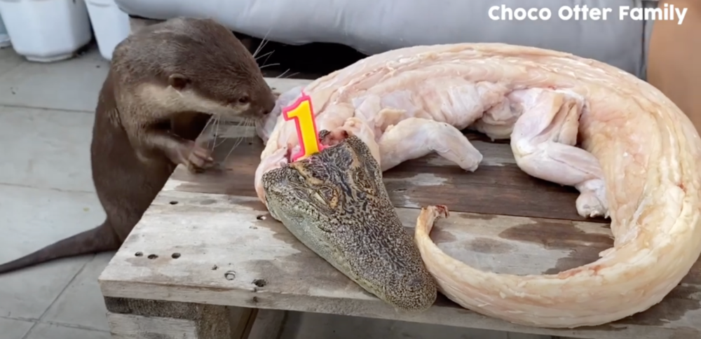 水獭宝宝的 1 岁生日，主人特地给安排上了鳄鱼头蛋糕，鳄鱼头能不能吃咱不知道，但排场得有。| 图源：YouTube @JiJu Hamster Island<br>