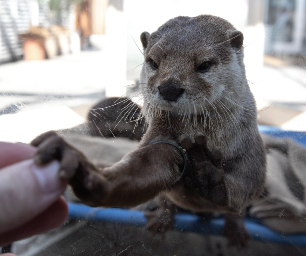 握手的水獭。 | 图源：动物保护协会<br>