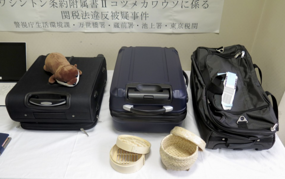 2019 年，两名日本男性在泰国机场因非法走私水獭被捕。被装在行李箱的5只水獭宝宝里有 4 只不幸去世。图为嫌疑人用来装水獭的箱包。 | 图源：kyodonews.net<br>