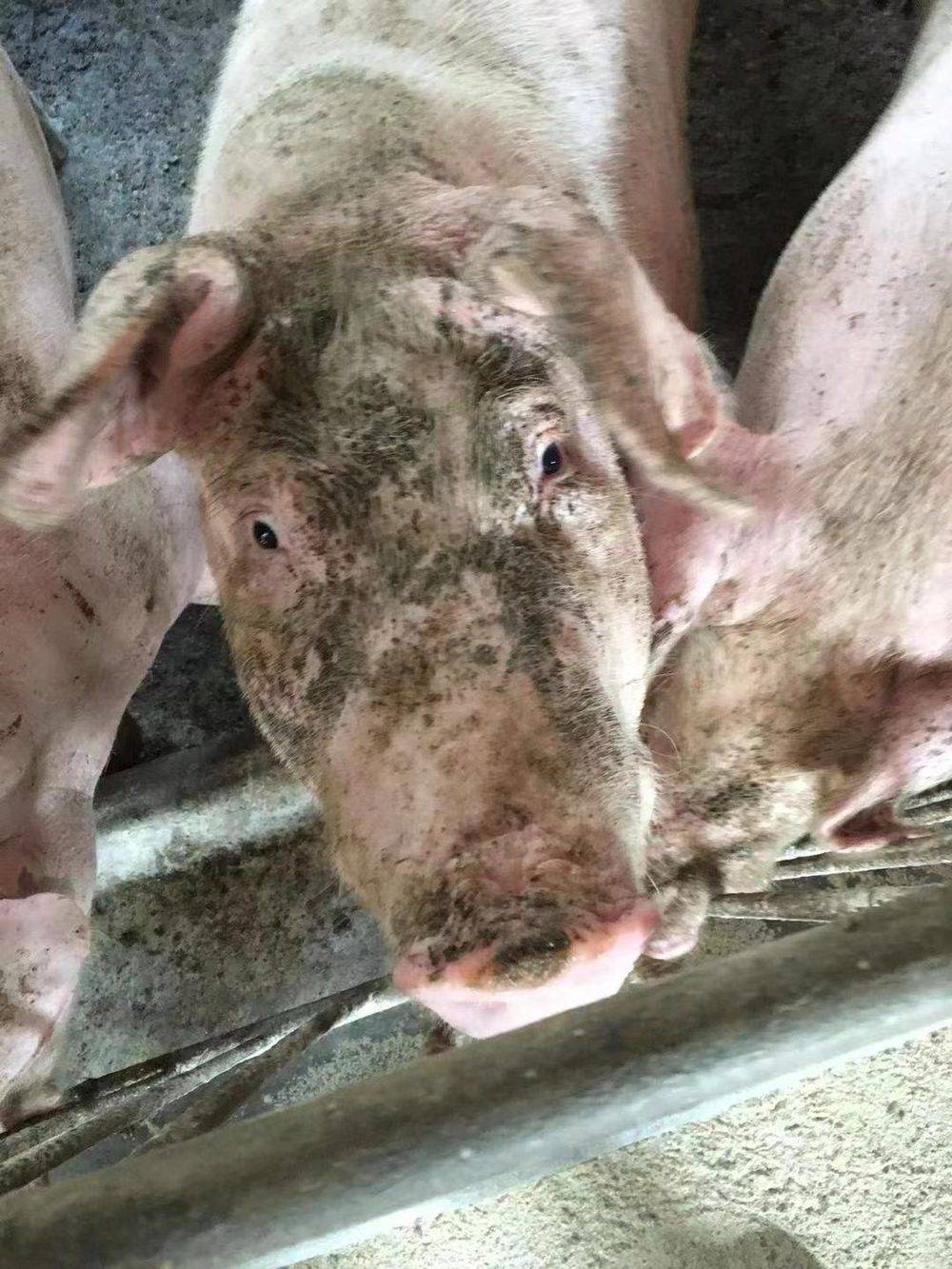 1年前我在养猪厂里拍到的沾了一脸泥的猪。除了当时猪厂里的摄像头装置有各种各样的问题，我曾跟猪农大叔解释过两个小时的“人脸识别”，仍然不能将其说服。