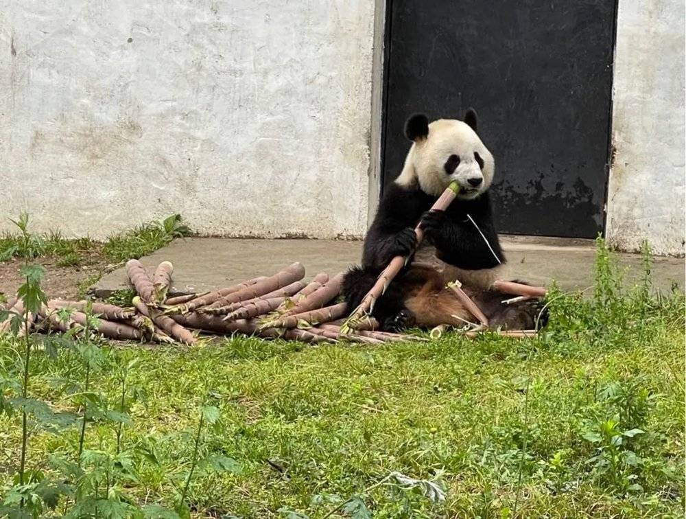 熊猫惬意地吃着新鲜竹笋，图/时代周报记者陈佳慧摄