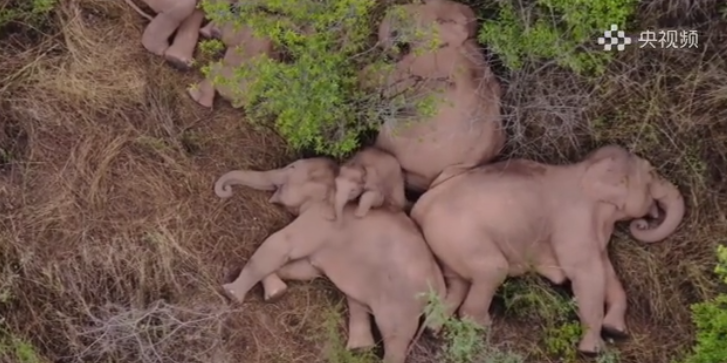 〓 午睡时，母象们把小象护得严严实实，充当护栏<br>