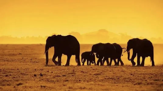 〓 野生非洲象在旱季时每天要跋涉几十公里，寻找食物和水源。<br>