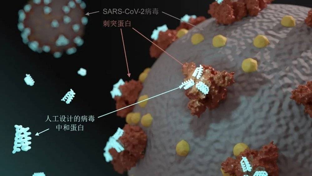图1. 利用蛋白质设计开发的可高效中和新冠病毒的人工蛋白质|UW Institute for Protein Design