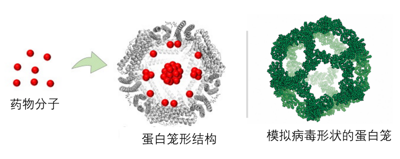 图3. 蛋白笼形结构示意（左：Polyhedron Volume 172, 1 November 2019, Pages 104-111；右：https://cen.acs.org/articles/94/i25/Protein-cages-made-lab-resemble.html）