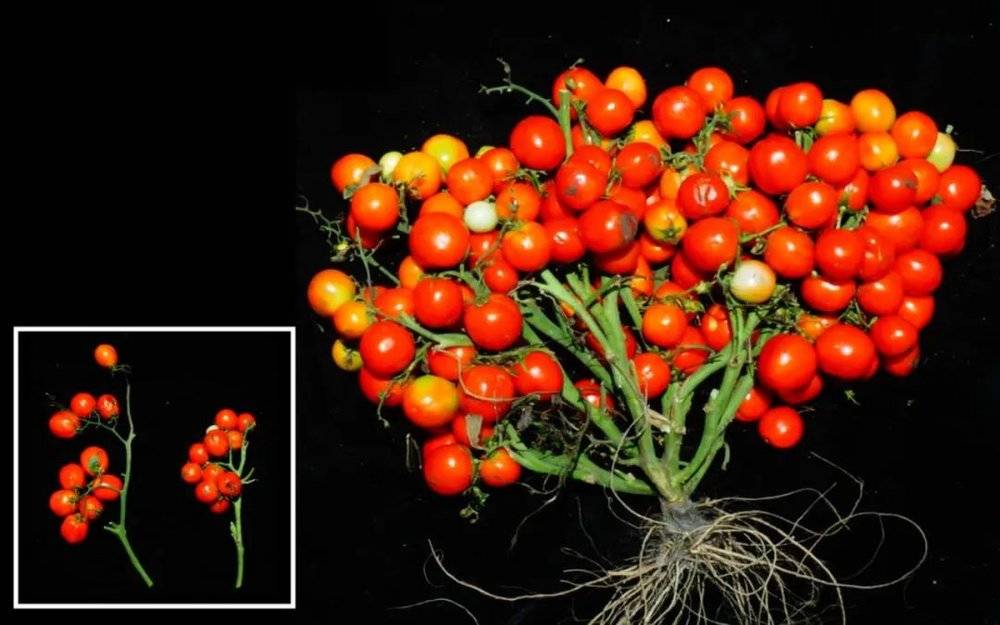 一种新型培育的适合城市家庭小型农场的小型番茄品种<br>