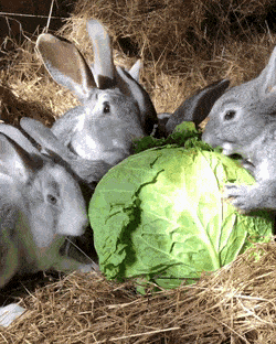 在野外，兔子吃新鲜蔬菜，但是很多宠物兔都是用加工兔粮喂养的。© Tenor