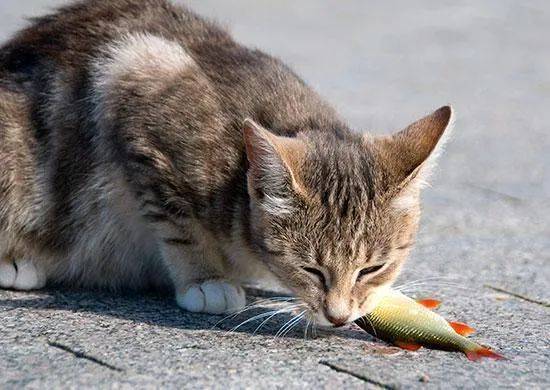 猫不可抗拒地被腐烂的鱼体内的化学物质所吸引。© Feline Nutrition