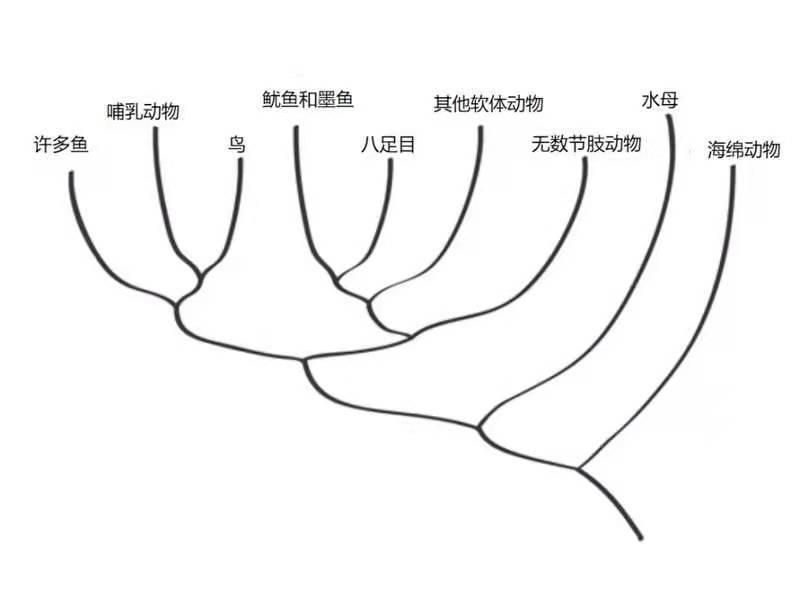 彼得·戈弗雷-史密斯的树图