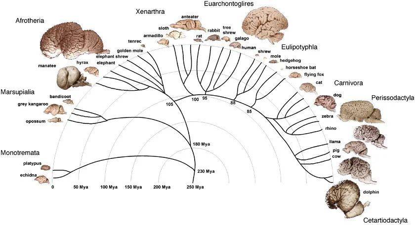 哺乳动物的大脑发生过多次独立的演化。图片来源：Herculano-Houzel 2012