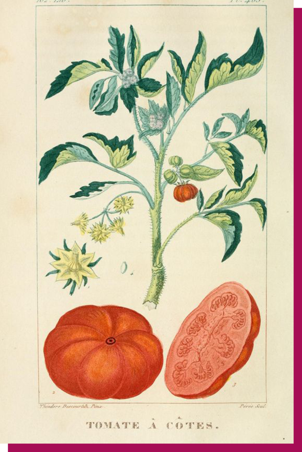 19 世纪 20 年代，安的列斯群岛中西红柿的植物画像。© flickr.com