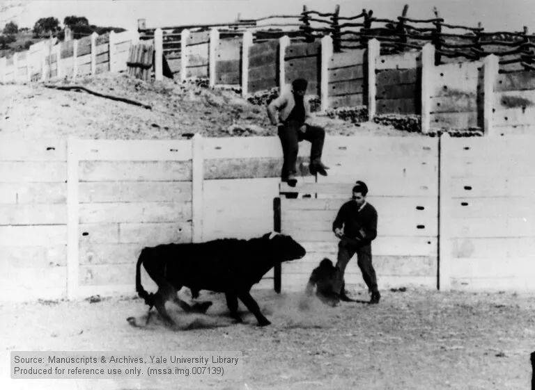 1963年，德尔加多走进西班牙斗牛场，大胆地展示他的研究，图片来源自Yale University Library<br label=图片备注 class=text-img-note>