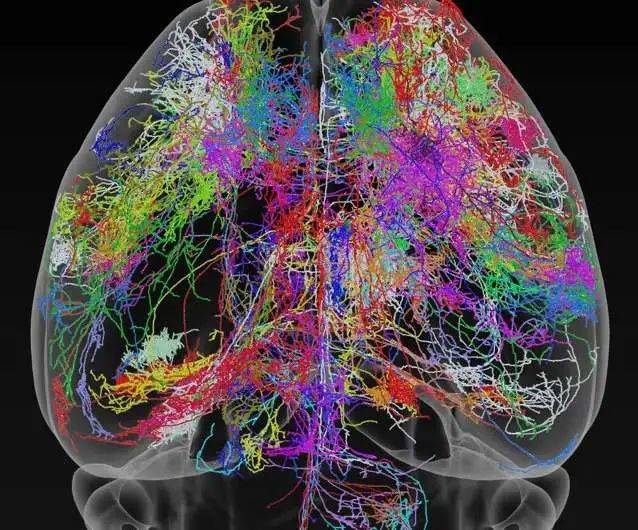 人类的大脑中大约有850亿神经元<br label=图片备注 class=text-img-note>