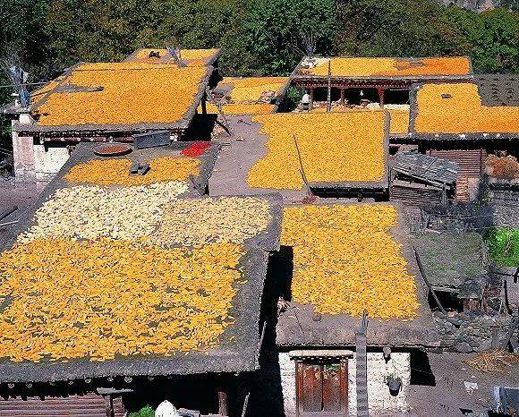 秋季的明永村。每家屋顶上都晾晒着黄澄澄的玉米。红色的是辣椒  摄影：小林尚礼 出版社供图<br>