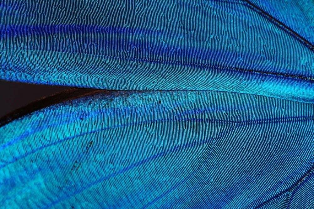 大蓝闪蝶令人惊叹的蓝色虹彩（上）源于翅膀鳞片中的纳米结构（下）。｜来源：muffinman71xx; Jiri Hodecek<br>