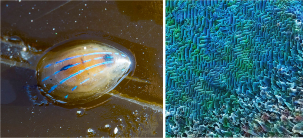 青线笠螺独特的蓝色条纹（左）来自壳中透明碳酸钙晶体的分层排列（右）。｜来源：johndal; Ling Li<br>