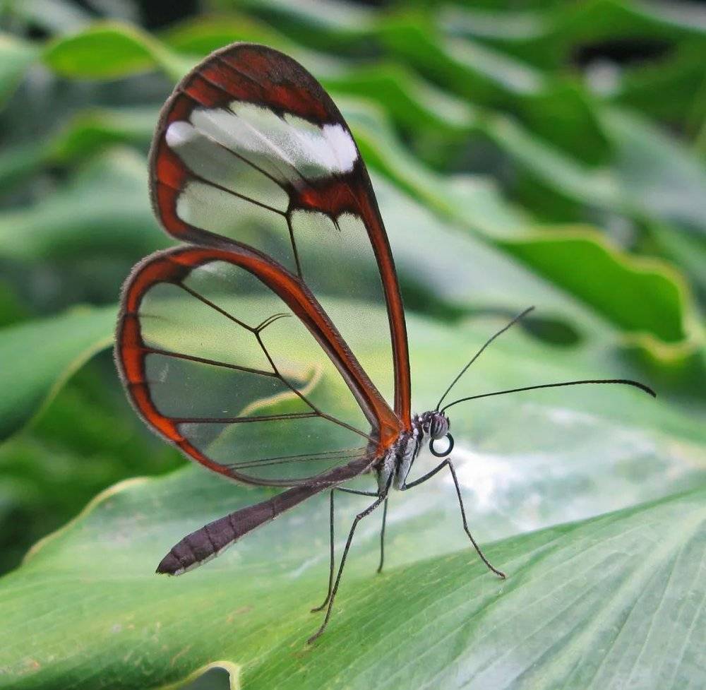 透翅蝶翅膀的绝大部分像玻璃一样透明，是一种绝妙的伪装。｜来源：David Tiller<br>