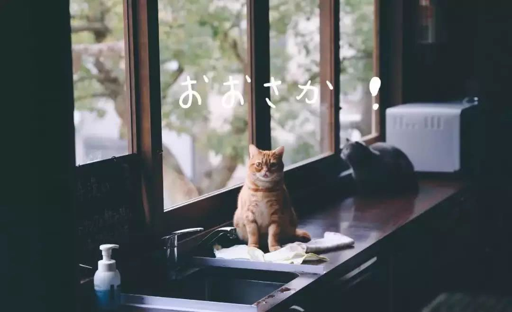 图/猫咖文化在日本得到迅速发展