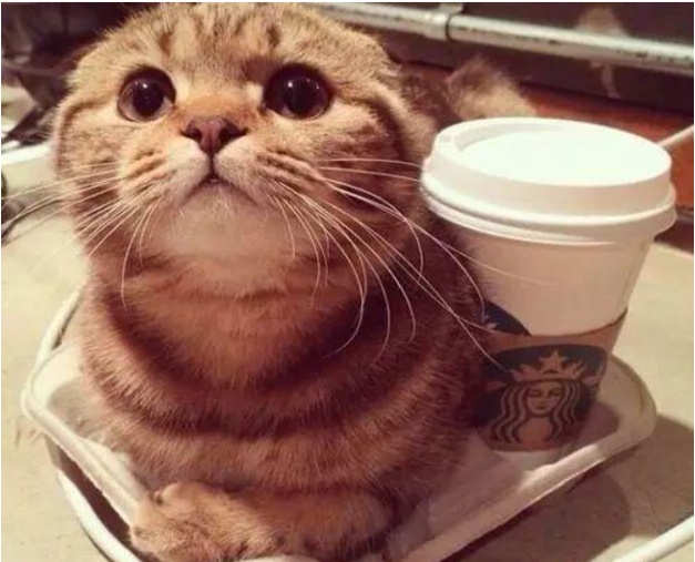 图/猫咪与咖啡的奇妙结合