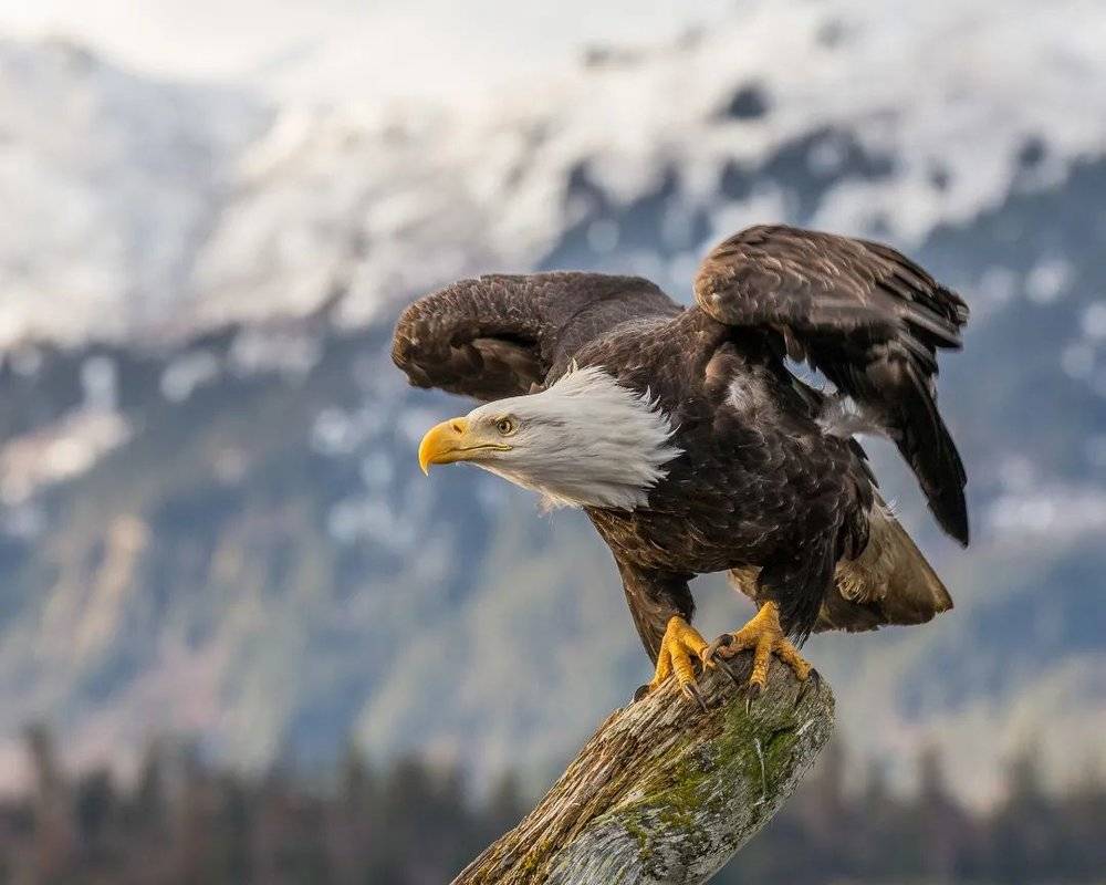 白头海雕（Haliaeetus leucocephalus）是美国的国鸟，美国国徽正面的那个猛禽图案就是它。| Andy Morffew / Wikimedia Commons<br label=图片备注 class=text-img-note>