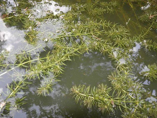 黑藻（Hydrilla verticillata）| Yercaud-elango / Wikimedia Commons<br label=图片备注 class=text-img-note>