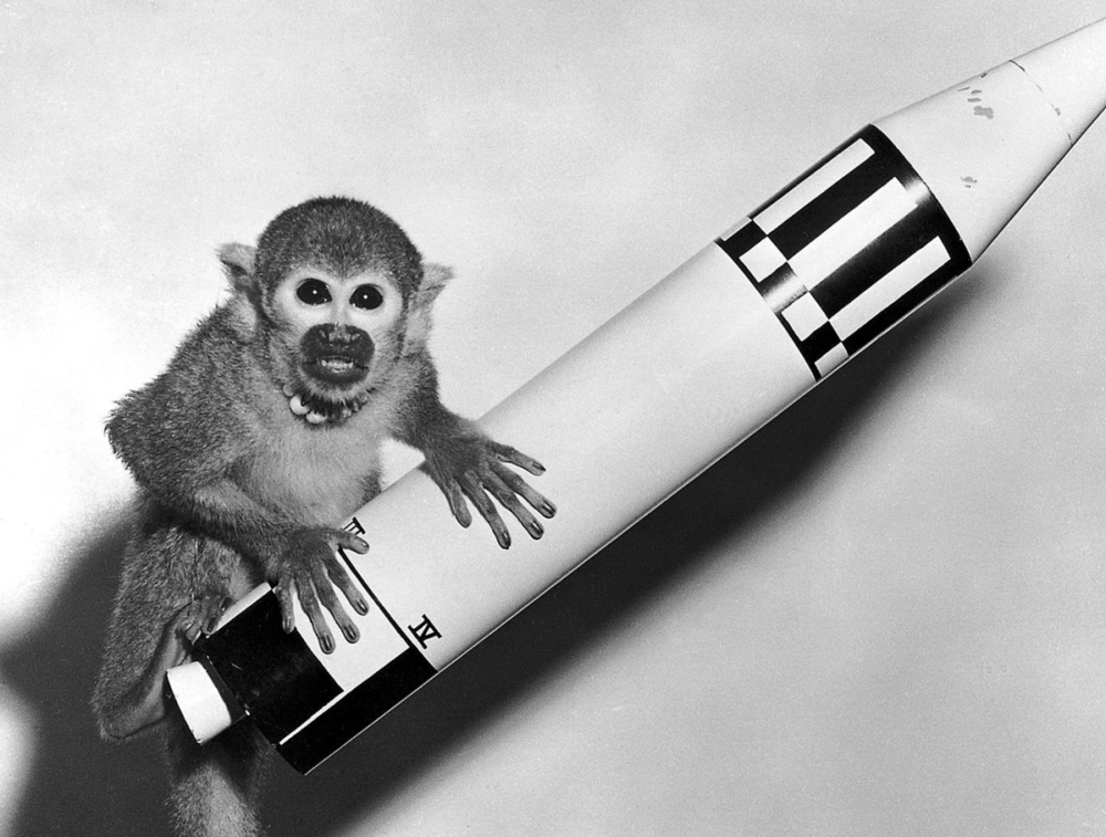 1959年成功上天并存活回地球的松鼠猴Baker小姐，于1984年去世 | 图源：美国宇航局