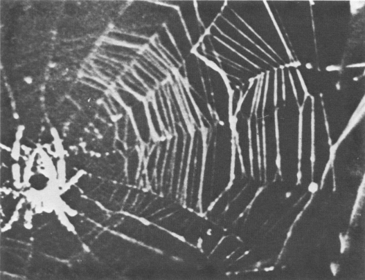 蜘蛛在太空中织网的图像，可以看到网的形状不规则 | 图源：Witt P N, et al. 1976
