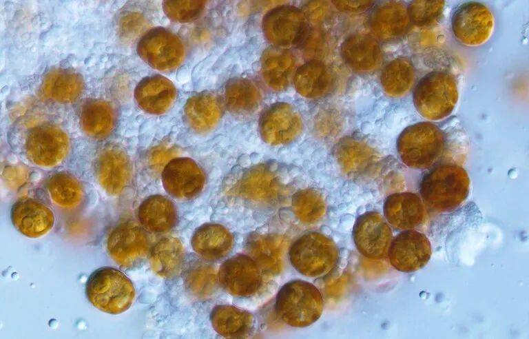  共生藻类的“黄色细胞”。| 图片来源：Matthew R. Nitschke via PennState