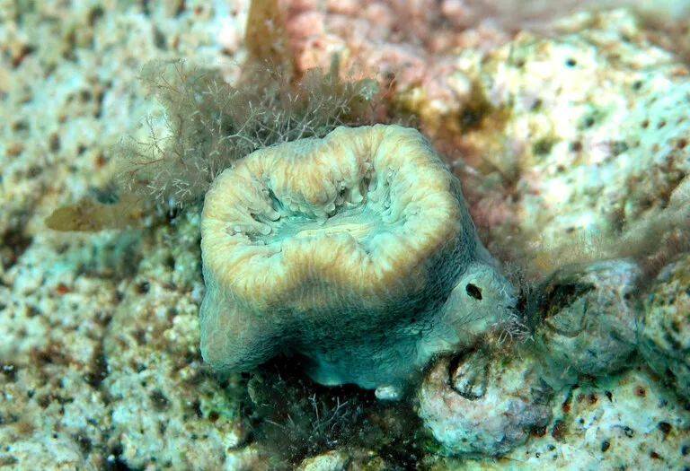  地中海的单体珊瑚Balanophyllia europaea带有Philozoon balanophyllum。| 图片来源：PILAR CASADO-AMEZÚA via PennState<br label=图片备注 class=text-img-note>