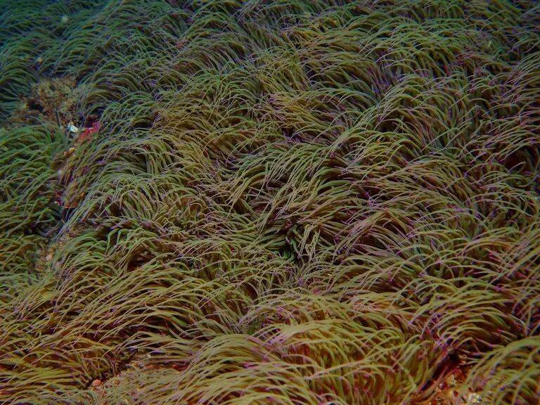  地中海的海葵Anemonia viridis体内发现了共生藻Philozoon actiniarum。| 图片来源：PILAR CASADO-AMEZÚA via PennState<br label=图片备注 class=text-img-note>