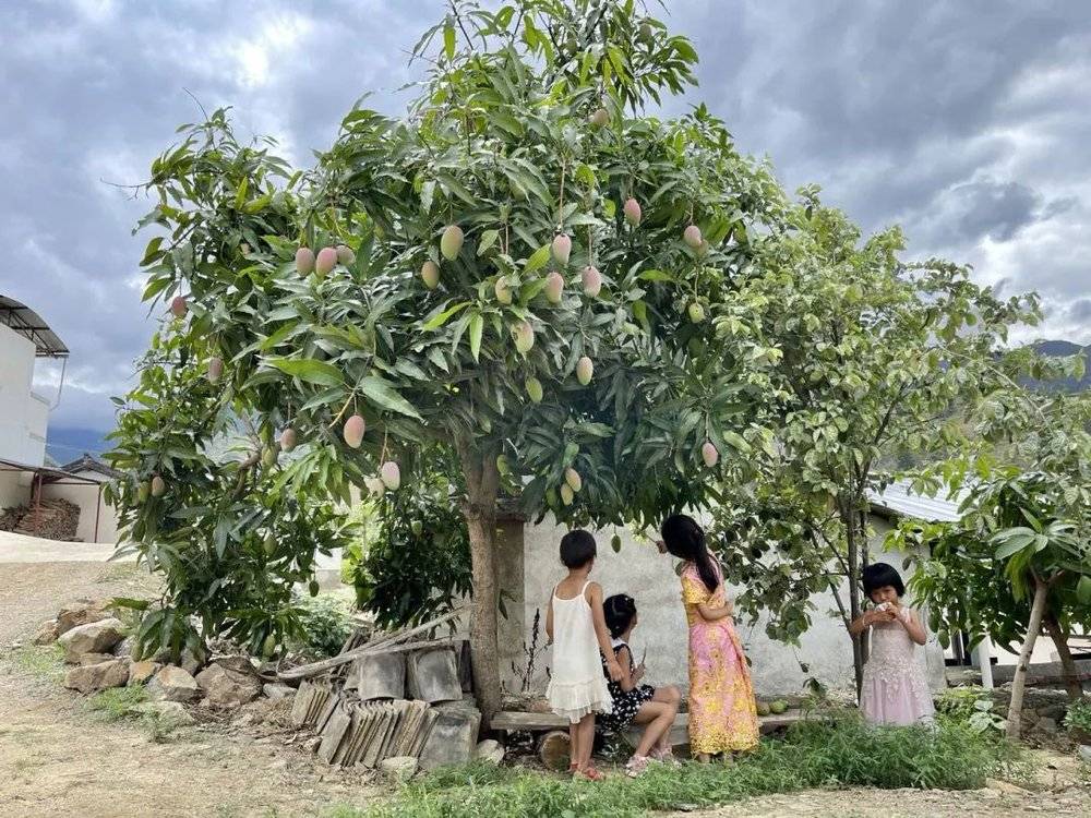 孩子在李云芳家的芒果树下玩耍   时代周报记者 陈佳慧 摄<br>