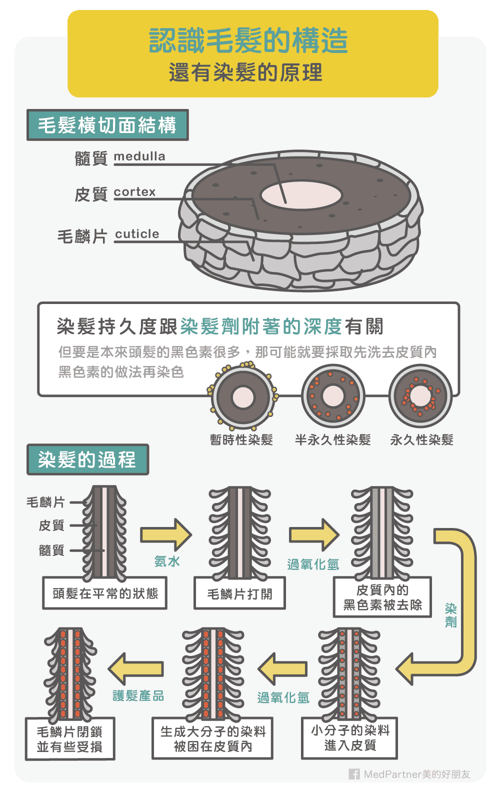 △头发构造及染发原理 | 来源：facebook@美的好朋友<br>