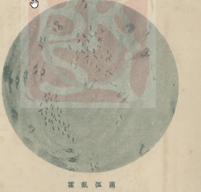 1937年《少年画报》上的霍乱弧菌<br label=图片备注 class=text-img-note>