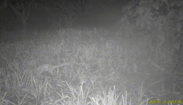 一只黄鼬从草丛里跑过（供图：祝慧婷）<br>