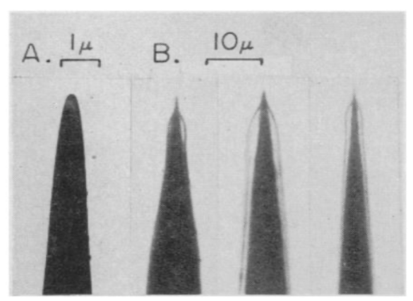 图6 ：休博的钨微电极。这是他在《科学》文章内的原图（Science, 125, No. 3247 (Mar. 22, 1957), pp. 549-550）