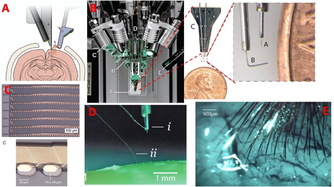 图12：马斯克电极阵。A，缝纫机工作示意图。根据针的深度决定软电极的位置。B，缝纫机与针头的局部放大。C，在塑料薄膜上构建的软电极条，每窄条含有32个电极。D，软电极条的植入过程，i为正要植入的一条，ii为已经植入的一条。E，在动物脑上，自动避开血管植入的多条软电极。<br label=图片备注 class=text-img-note>