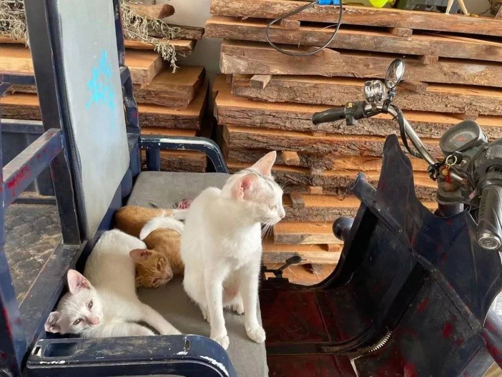 收养的三只小猫<br>