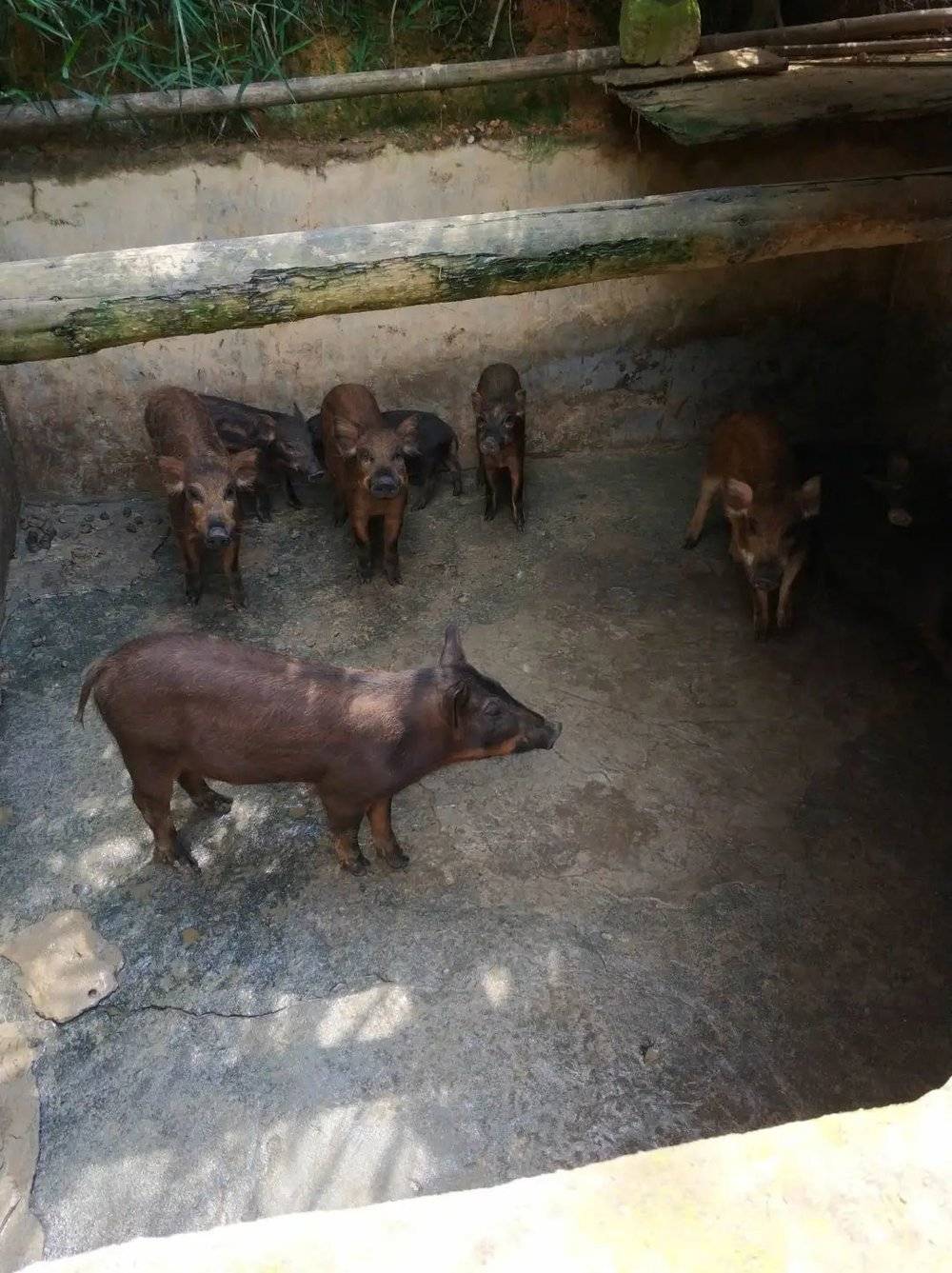 2017年07月14日，螺石口。随同镇领导陪同区人大的领导，到野山猪养殖场调研。这些小山猪由野猪与家猪杂交而来，长大后猪毛会变成家猪的白色。<br>