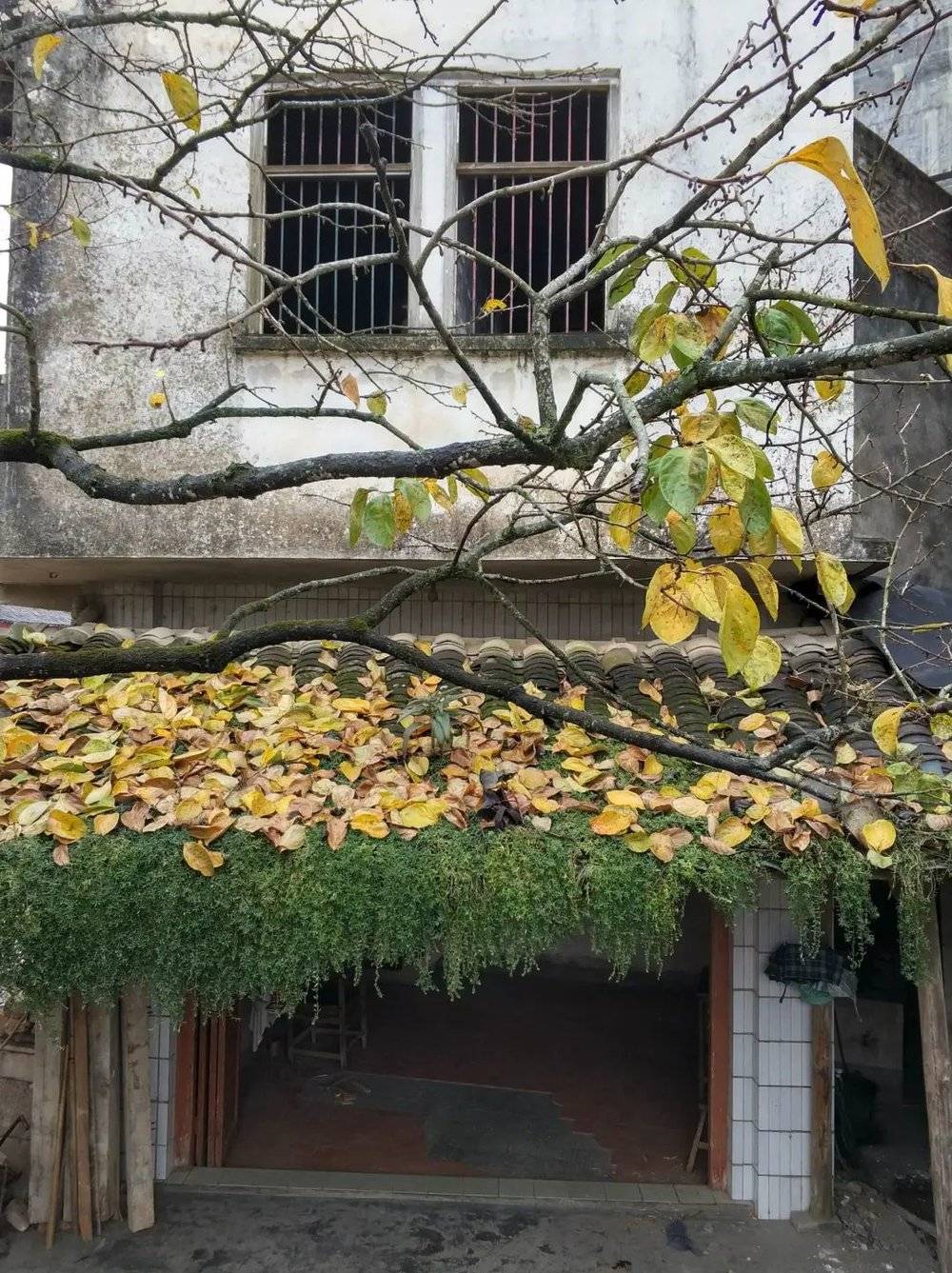 2017年12月14日，赖村。邻居家，我小时候会来这里下象棋和剪头发，后来几个年轻人抽烟不注意，引起大火灾，烧毁好几间房屋。这是其中一间，屋前种着一棵柿子树。